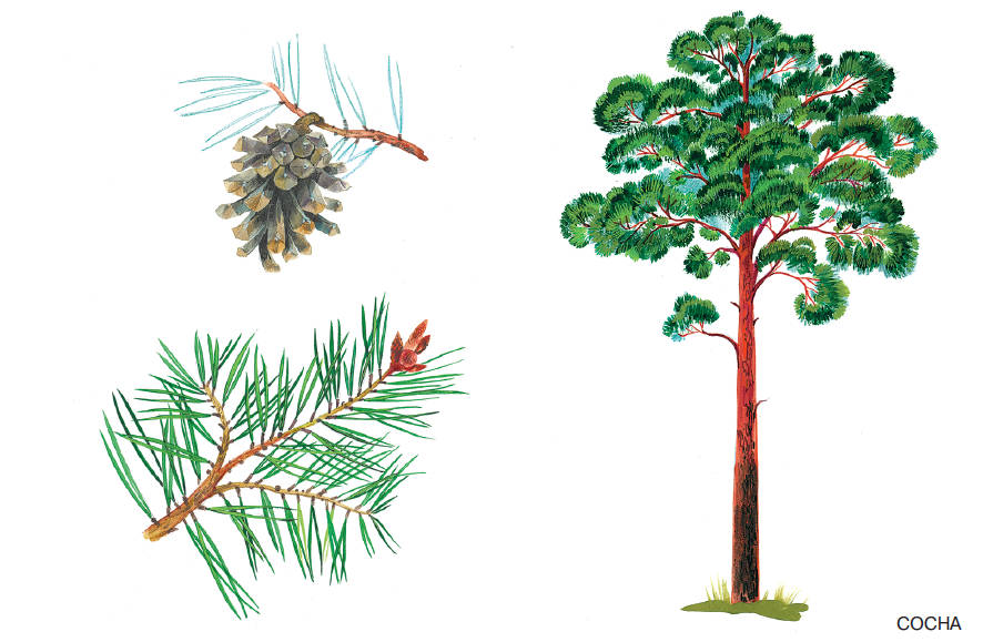 Шаблоны и картинки листьев разных деревьев
