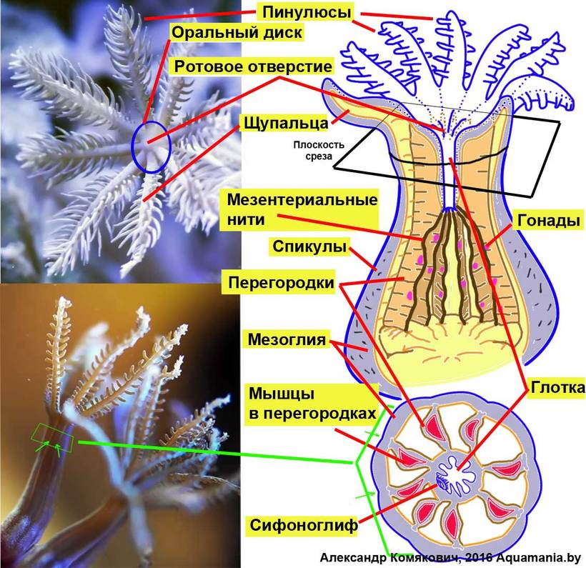 Кораллы — это животные или растения?