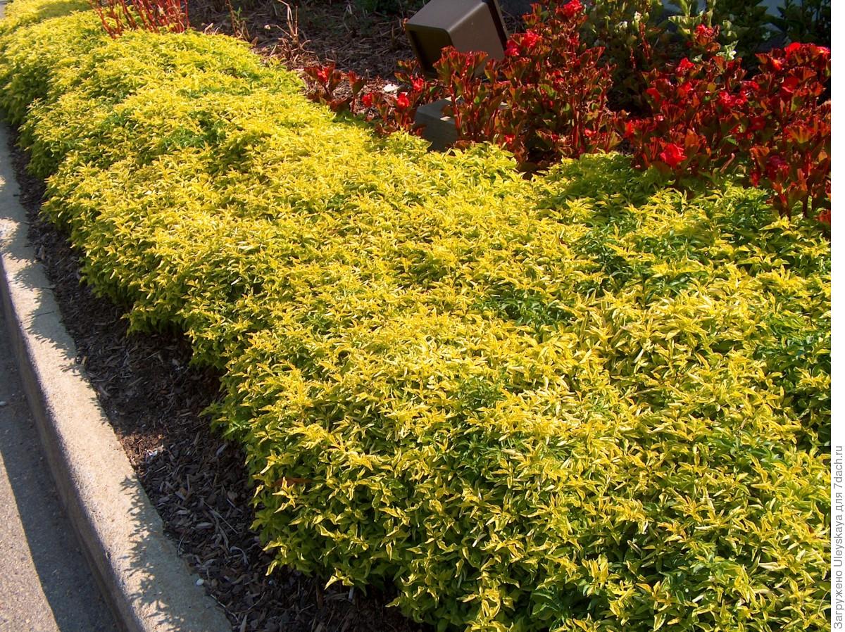 Пестролистные цветочные растения – «изюминки» дач