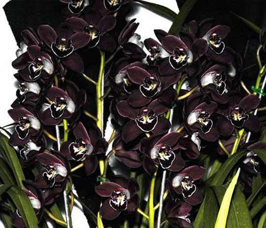 Цветы черного цвета