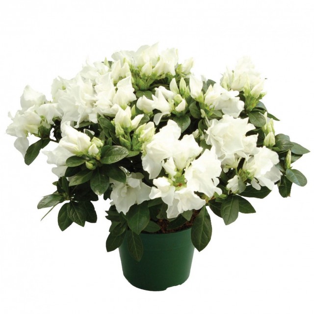 Рододендрон (Rhododendron)