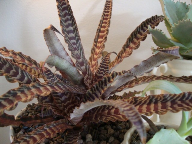 Криптантус (Cryptanthus)