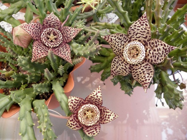 Орбея пёстрая (Orbea variegata), или Стапелия пёстрая (Stapelia variegata)