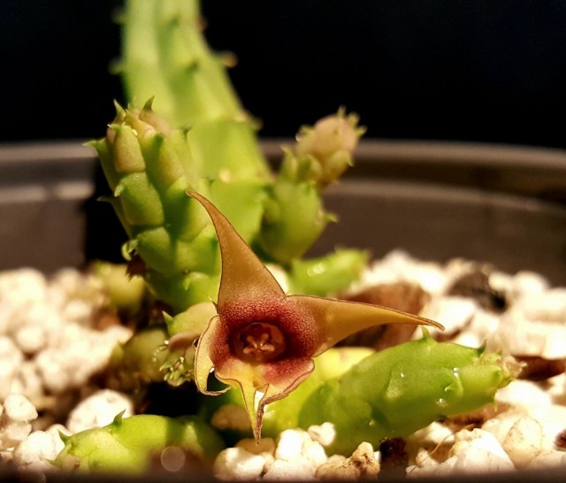 Стапелия изменчивая (Stapelia mutabilis)