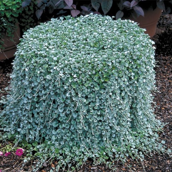 Картинки по запросу dichondra plant