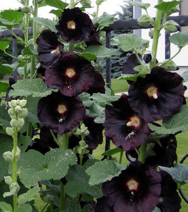 Штокроза "Нигра" (Alcea rosea 'Nigra')