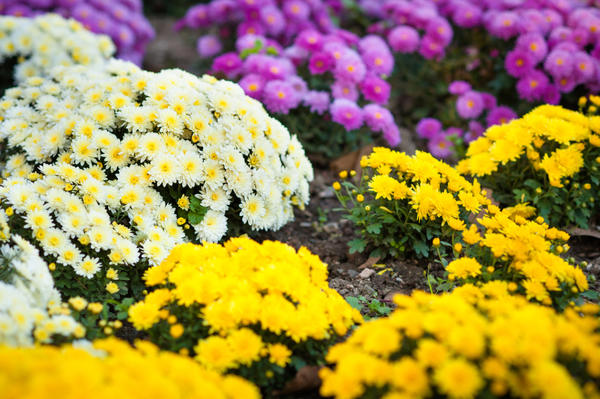 Садовые хризантемы - классика осенних солнечных клумб