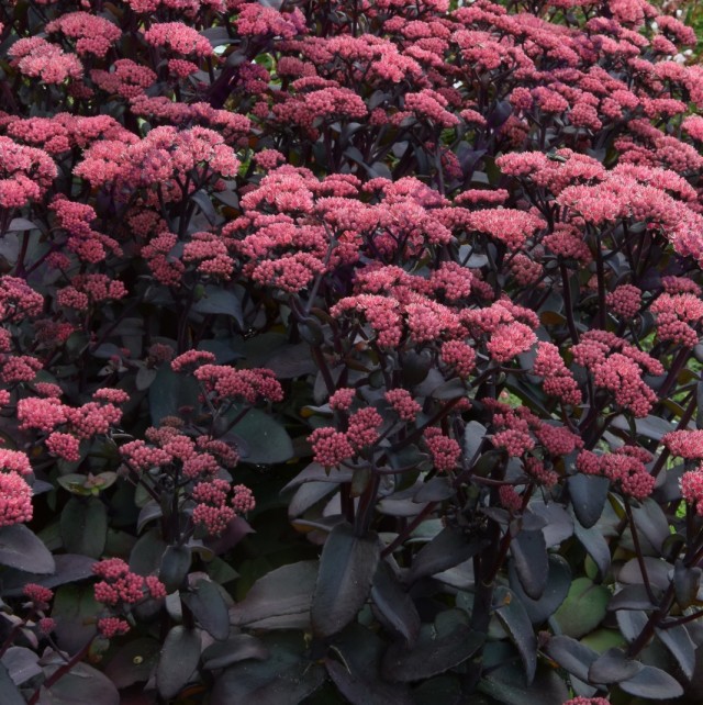 Очиток обыкновенный "Purple Emperor" (Sedum telephium 'Purple Emperor')