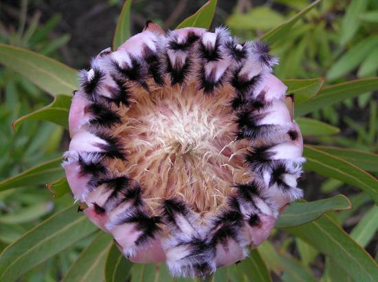 Protea_nerifola_close (550x411, 47Kb)