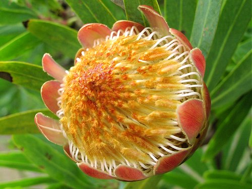 Protea_6_500 (500x375, 47Kb)