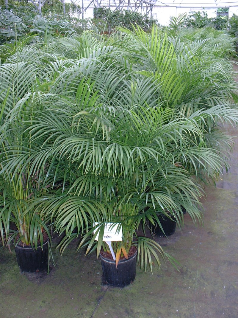 Внешний вид пальмы Areca