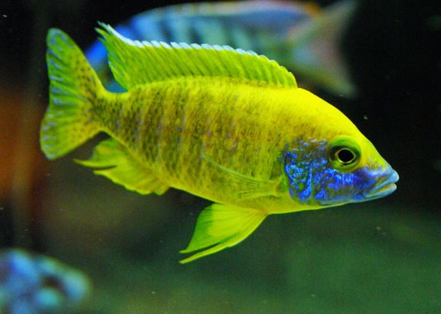 Malawi cichlids_2