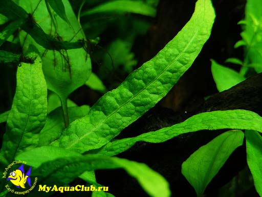 Папоротник таиландский или крыловидный (Microsorum pteropus)