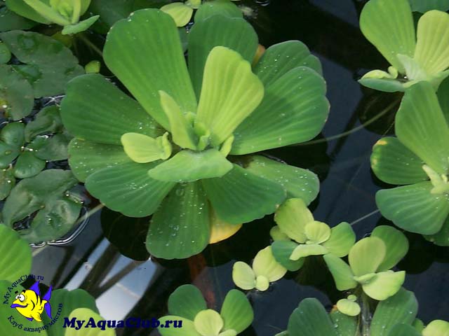 Пистия или Водяной салат (Pistia stratiotes) - аквариумное растение, плавающее на поверхносте воды