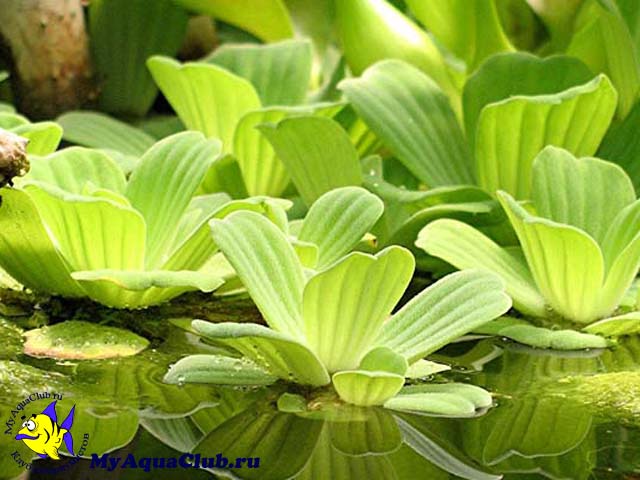 Пистия или Водяной салат (Pistia stratiotes) - аквариумное растение, плавающее на поверхносте воды