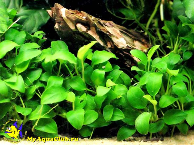  Анубиас карликовый или анубиас Бартера нана (Anubias barteri var. nana)