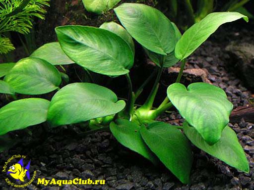  Анубиас карликовый или анубиас Бартера нана (Anubias barteri var. nana)