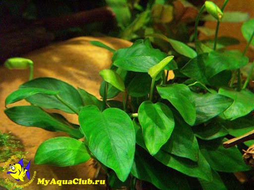  Анубиас карликовый или анубиас Бартера нана (Anubias barteri var. nana)