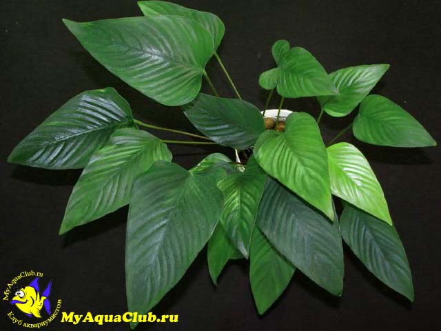  Анубиас грациозный (Anubias gracilis)