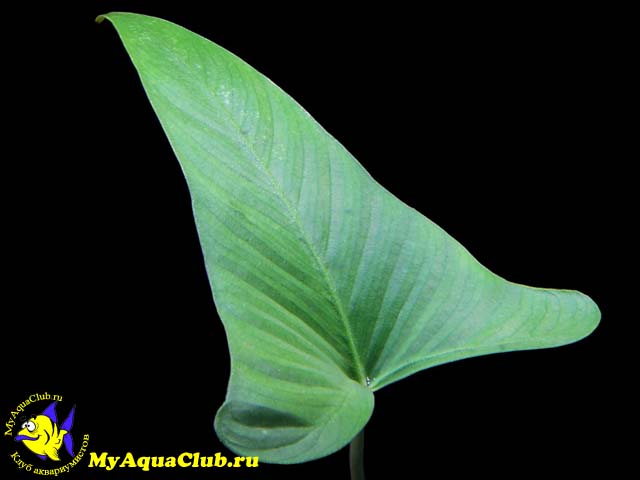  Анубиас грациозный (Anubias gracilis)