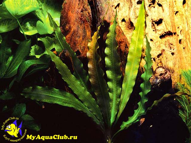  Апоногетон жестколистный (Aponogeton rigidifolius) 