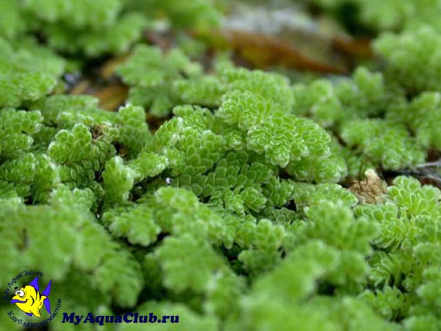 Азолла каролинская или водяной папоротник (Azolla caroliniana) - аквариумное растение, плавающее на поверхносте воды