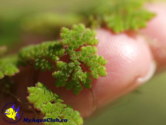 Азолла каролинская или водяной папоротник (Azolla caroliniana) - аквариумное растение, плавающее на поверхносте воды