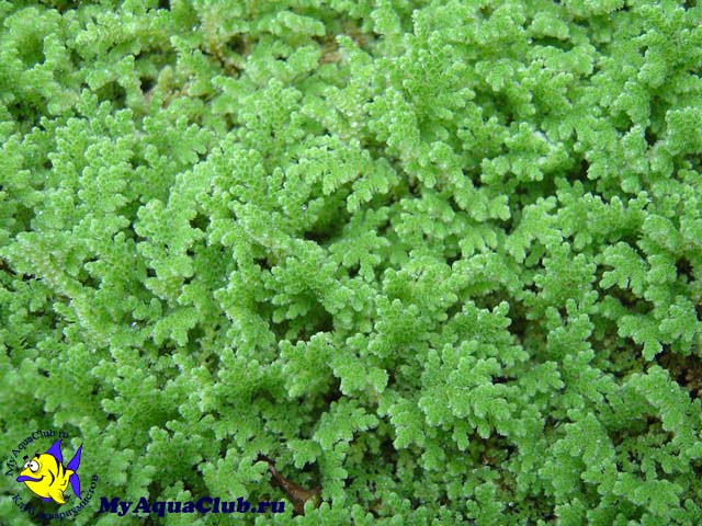 Азолла каролинская или водяной папоротник (Azolla caroliniana) - аквариумное растение, плавающее на поверхносте воды