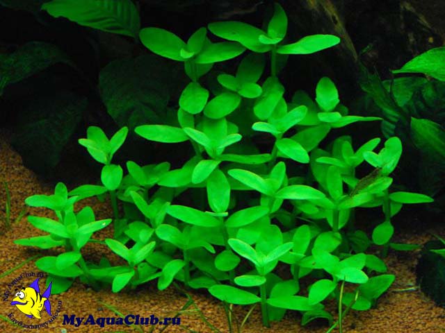 Бакопа мадагаскарская (Bacopa madagascariensis)