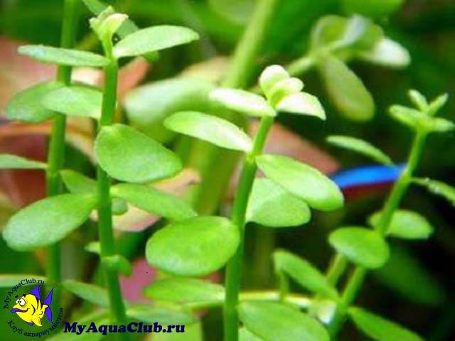 Бакопа мадагаскарская (Bacopa madagascariensis)