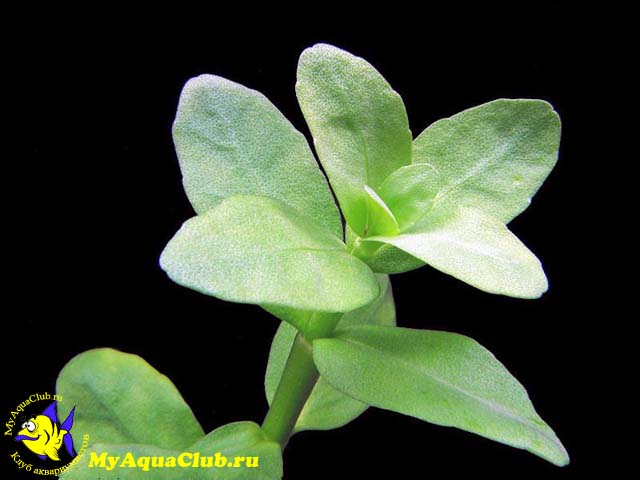 Бакопа мадагаскарская (Bacopa madagascariensis)