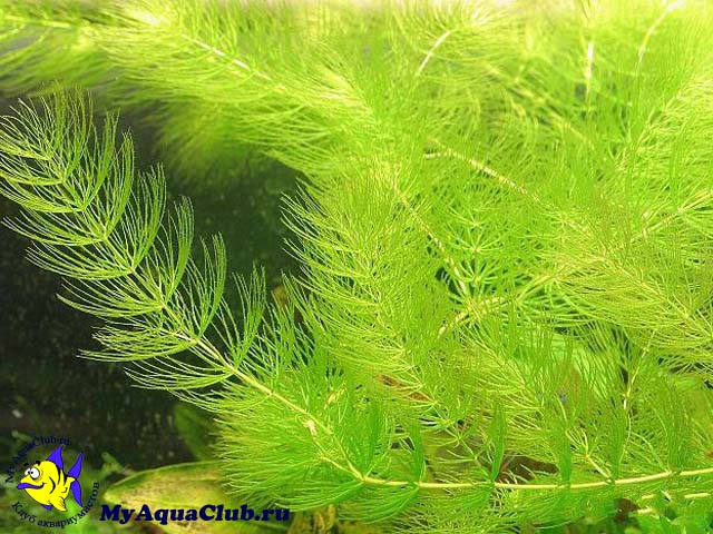 Роголистник темно-зеленый (Ceratophyllum demersum) - аквариумное растение, плавающее в воде.