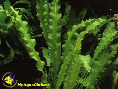 Криптокорина апоногенолистная (Cryptocoryne aponogetifolia)