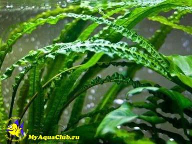 Криптокорина апоногенолистная (Cryptocoryne aponogetifolia)