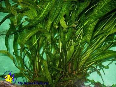 Криптокорина апоногенолистная (Cryptocoryne aponogetifolia)