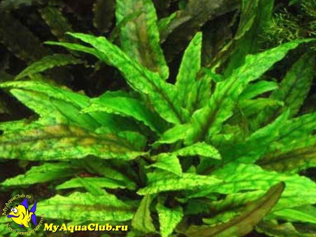 Криптокорина Вендта (Cryptocoryne wendtii)