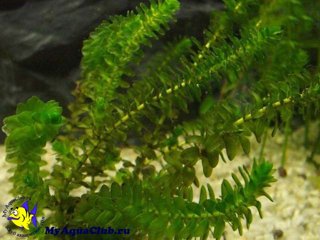 Элодея канадская или водяная чума (Elodea canadensis)