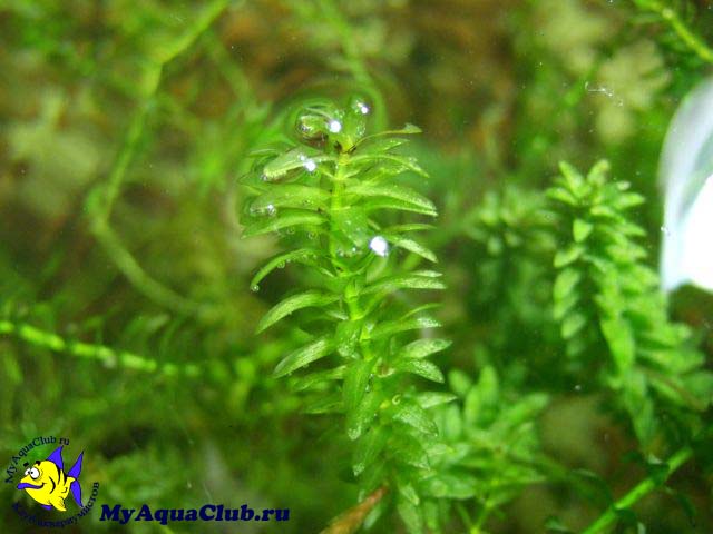 Элодея канадская или водяная чума (Elodea canadensis)