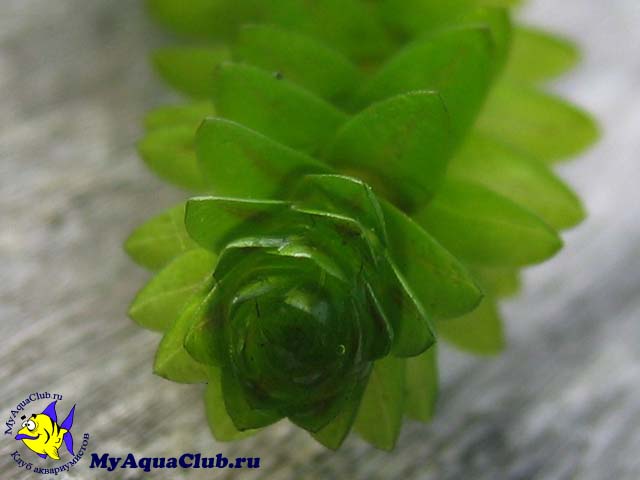 Элодея канадская или водяная чума (Elodea canadensis)