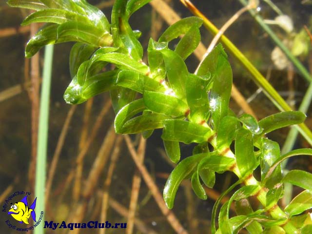 Элодея канадская или водяная чума (Elodea canadensis)