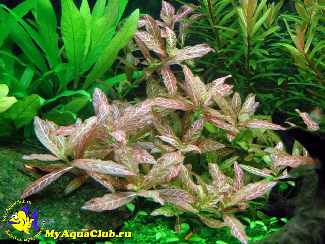 Гигрофила многосеменная (Hygrophila polysperma)