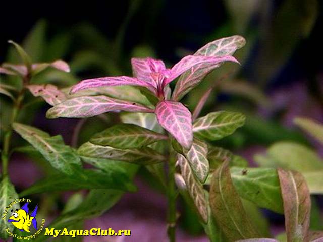 Гигрофила многосеменная (Hygrophila polysperma)