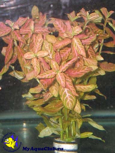 Гигрофила многосеменная (Hygrophila polysperma)