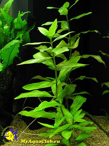 Гигрофила многосеменная (Hygrophila polysperma)