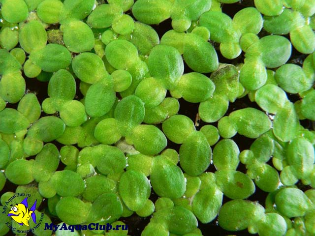 Ряска малая (Lemna minor) - аквариумное растение, плавающее на поверхносте воды
