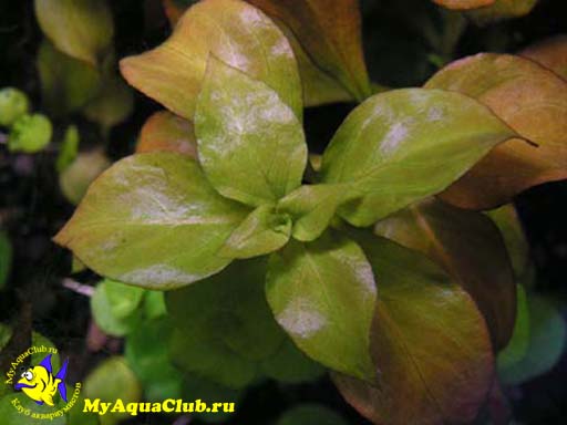 Людвигия ползучая (Ludwigia repens или Ludwigia natans) - аквариумное растение, плавающее в воде