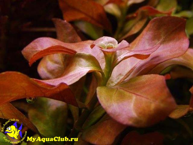 Людвигия ползучая (Ludwigia repens или Ludwigia natans) - аквариумное растение, плавающее в воде