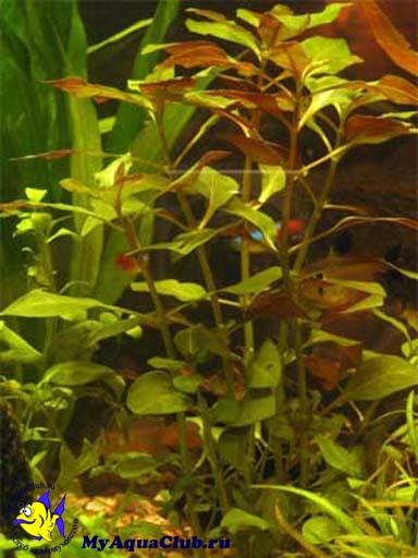 Людвигия ползучая (Ludwigia repens или Ludwigia natans) - аквариумное растение, плавающее в воде