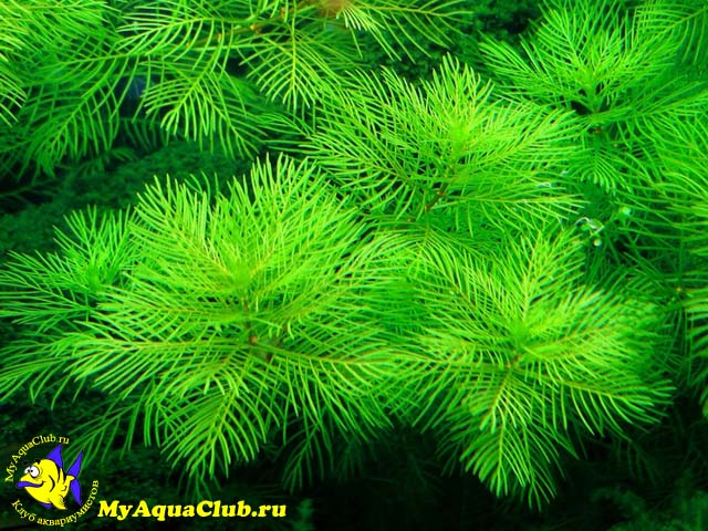 Перистолистник повойничковый или уруть елочная (Myriophyllum elatinoides)