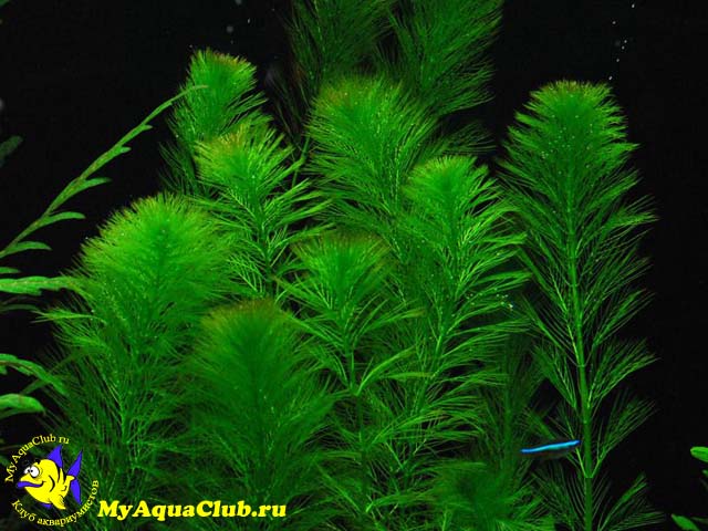 Перистолистник повойничковый или уруть елочная (Myriophyllum elatinoides)